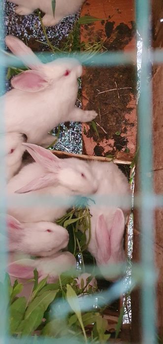 Kroliki кролики по низким ценам и болгим колицеством