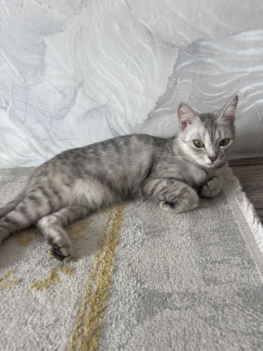 Приютим кошечку