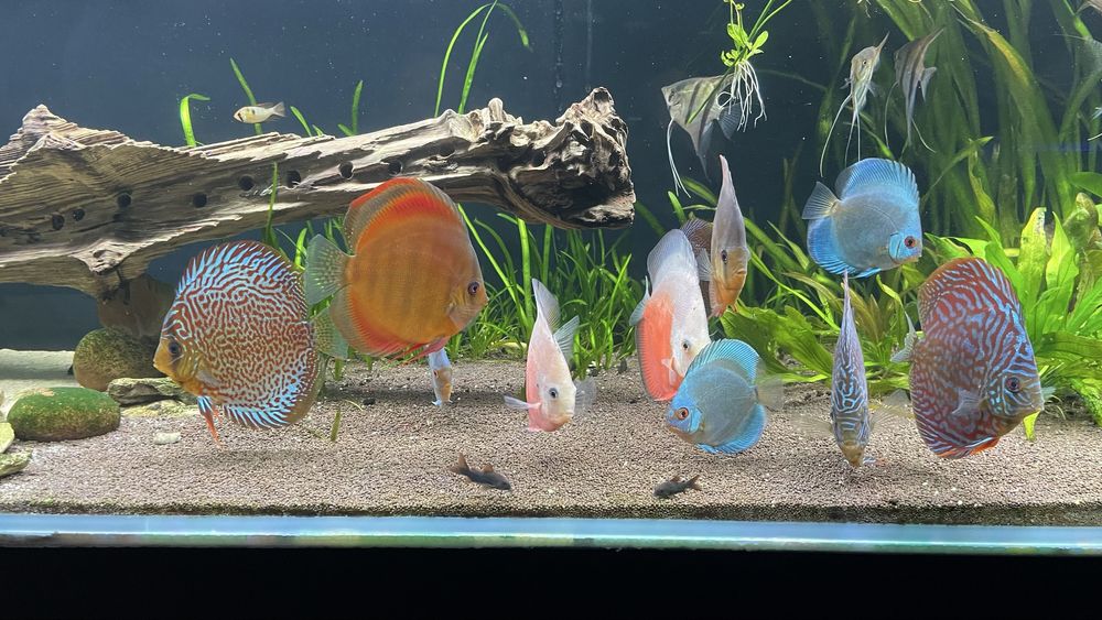 Большой Аквариум 10мм