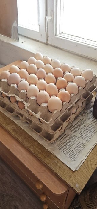 Қолдың жұмыртқасы