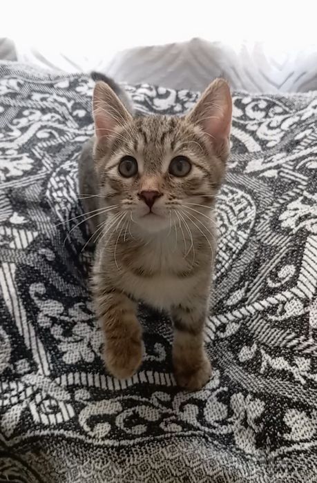 Котенок мальчик, 2 мес., умный, не крикливый.