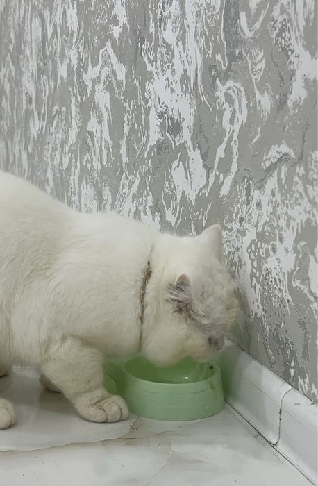 Jinsiy aloqa texnikasi porno rasmlar