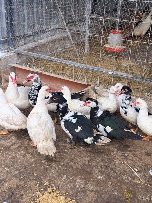 vând rațe leșești