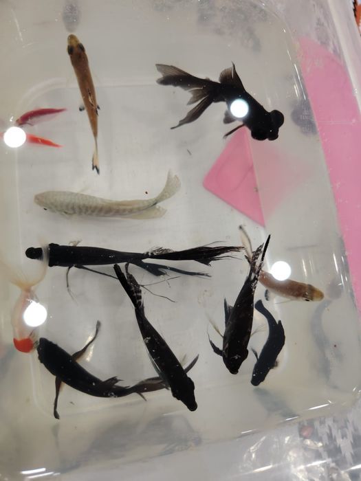 Аквариум балыктар сатылады