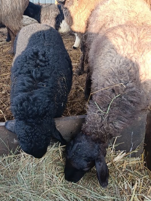 4 матки с ягнятами гиссар
