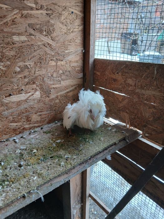 Vând sau schimb porumbei