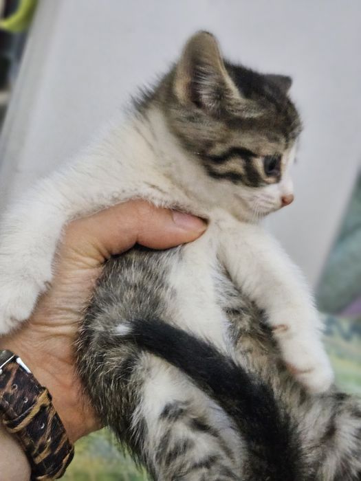 Котята девочки в добрые руки