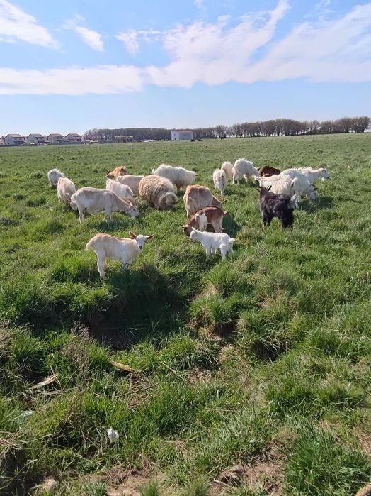 Capre cu iezi  langa el