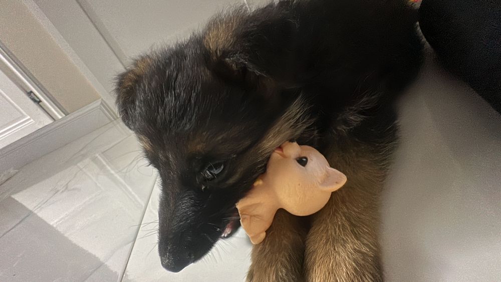 продам щенка немецкой овчарки