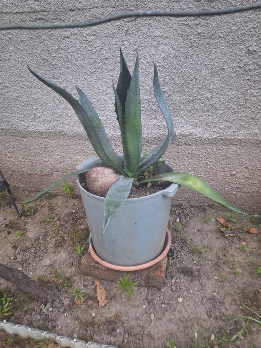 Aloe Vera(Agave americane)
