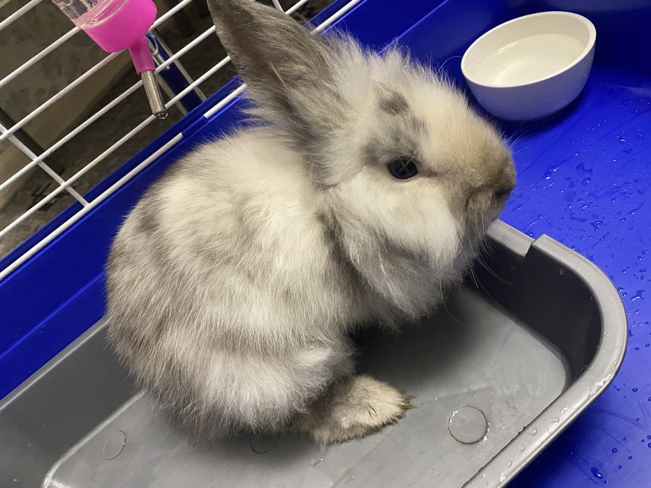 кролик с клеткой