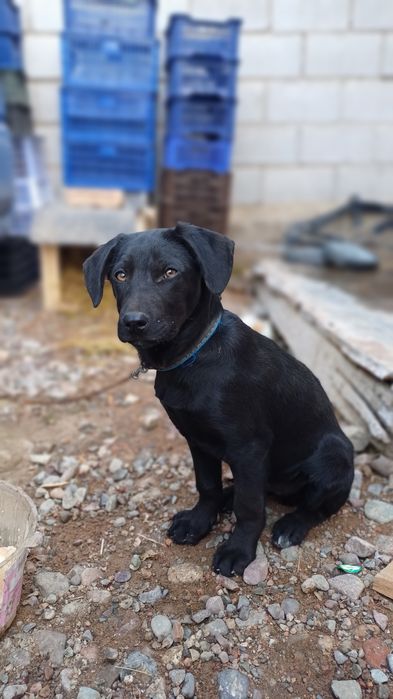 салам алекум охотник-лабрадор