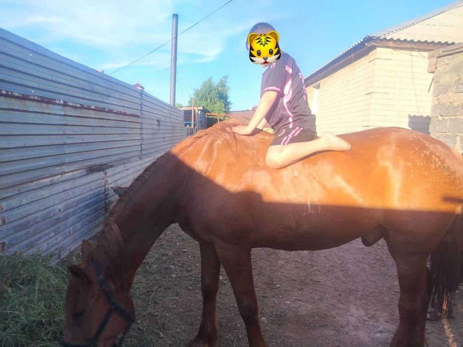 Продам лошадь (мерин)