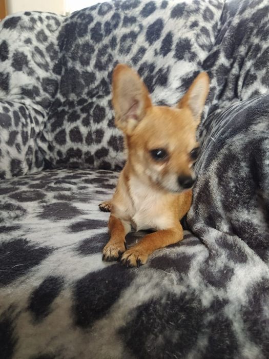 Вязка мини той терьера