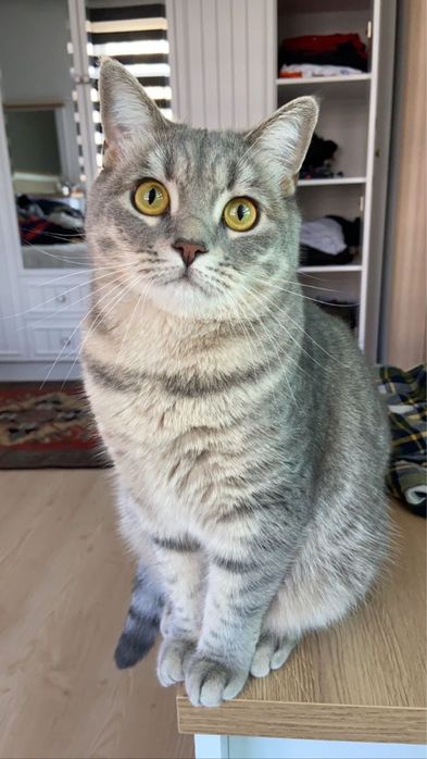 Кошка скоттиш спрайт