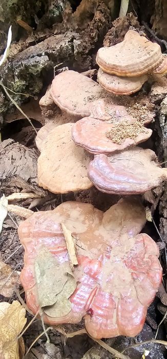 Ciuperca Ganoderma Lucidum