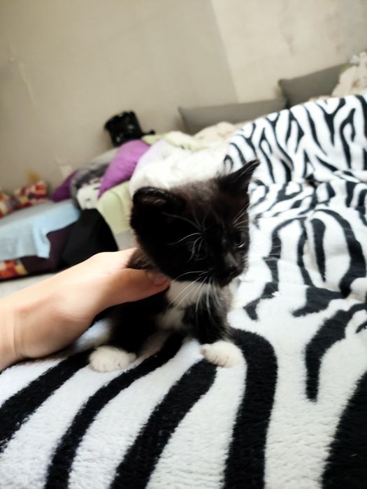 Отдам котят в добрые руки