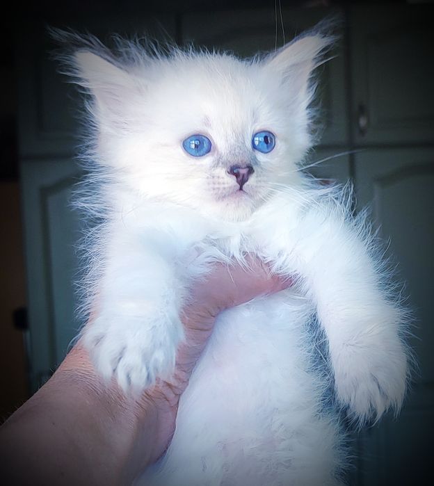 Сибирски котенца Невска маскарадна