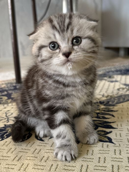 Котенок британка