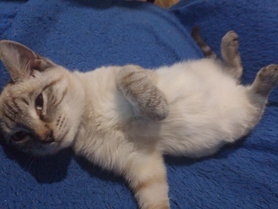 Отдадим котика в хорошие добрые руки
