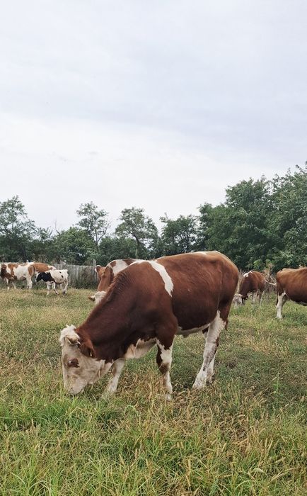 Vând lot vaci baltata românească
