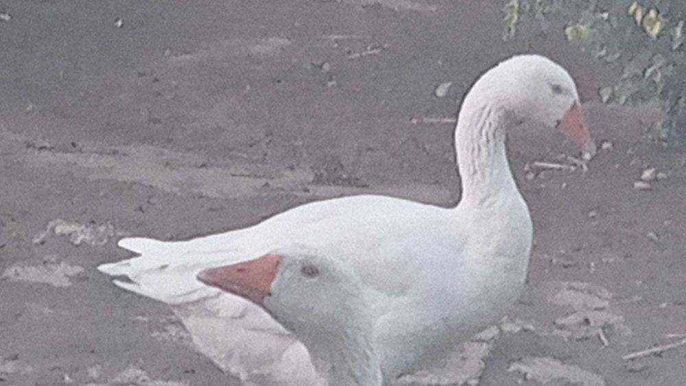 Vand Gaste crescute natural,Belciugatele 20 Km distanta de Bucuresti