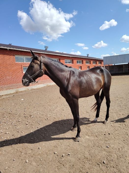 Ахалтекинская жеребец продаётся