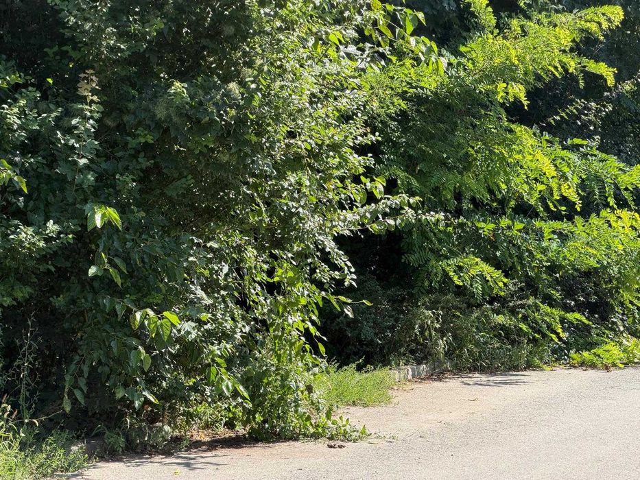 Vând 7500mp pădure langa Iancu Nicolae. Ideală pentru investiție compensare silvică