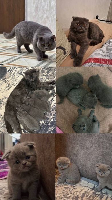 Британские котята