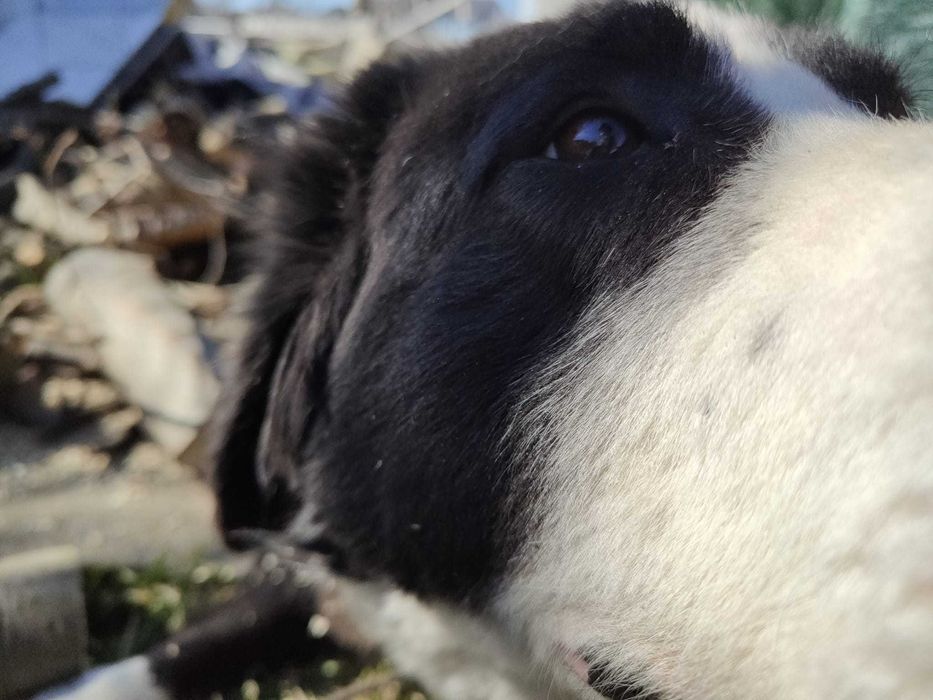 DONEZ pui Ciobanesc De Bucovina