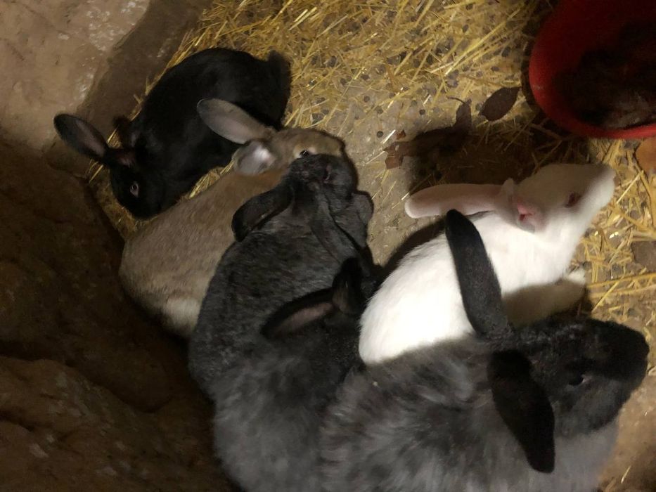 Uyda jaydari boqlyotgan quyonlar