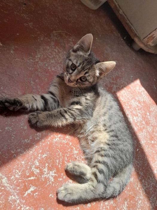 Mushuk (pishik) bollari