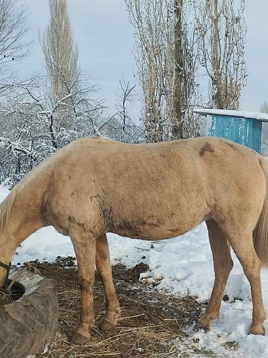 Сауын бие жуас мінгі