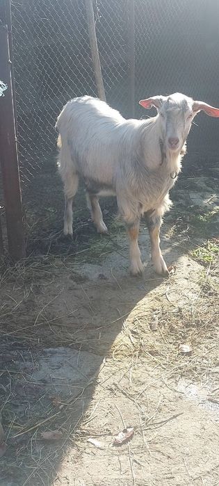 Продавам пръч на 10 месеца