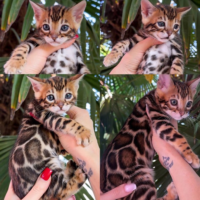 Продажа Бенгальских Котят!