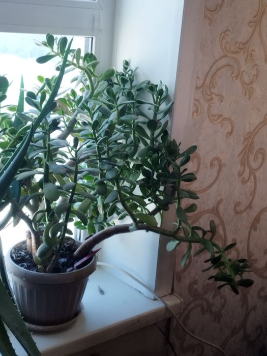 Алое Вера на лекарство.Денежное дерево.