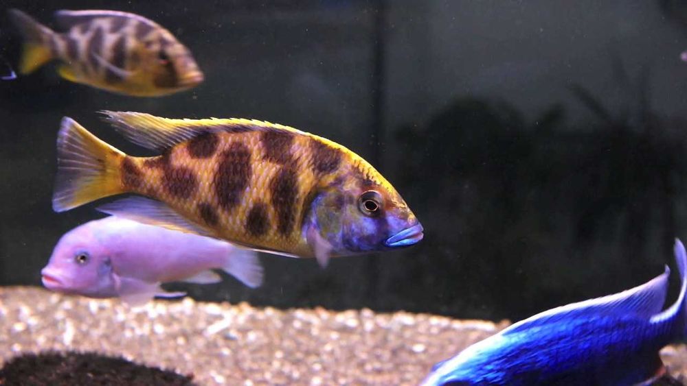 Аквариумная рыбка "Золотой леопард"