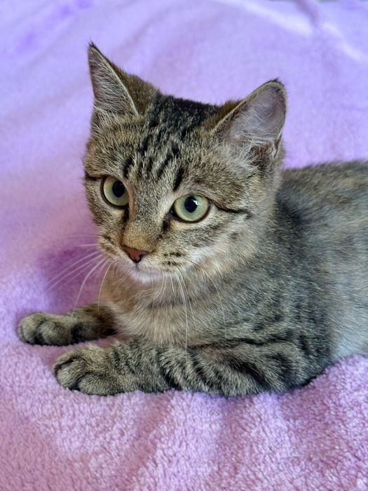 Котенок в добрые руки