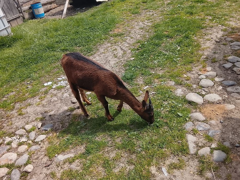 Vând capră la prima fătare și două ieduțe de 4 luni