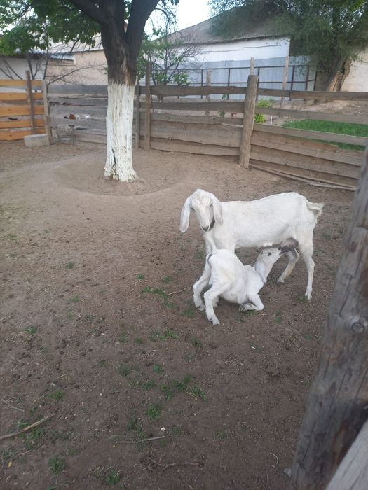 Нуб ешкі сатылады