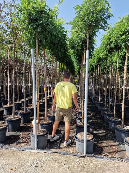 Vand salcâm robinia umbraculifera