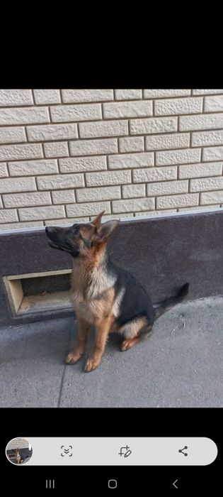 Немецкая овчарка