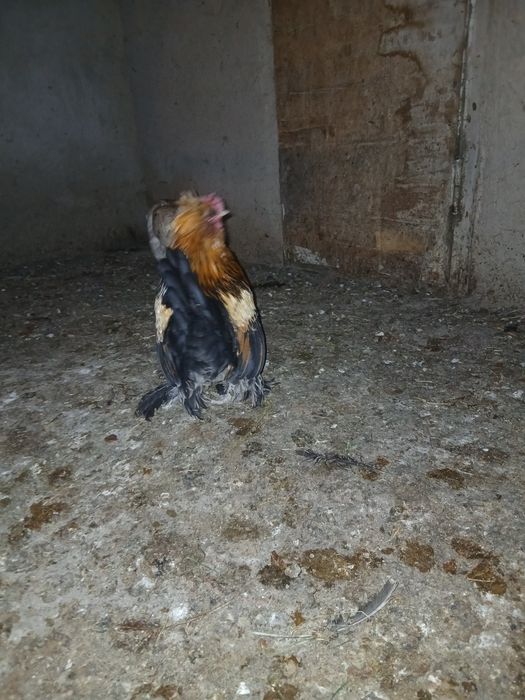 Продам карликовый петух лохматый