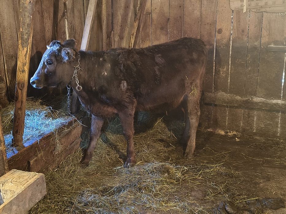 Vind o vițică de un an frumoasă