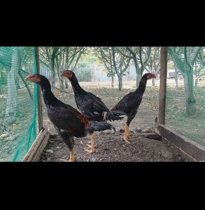 Продам дакан майских