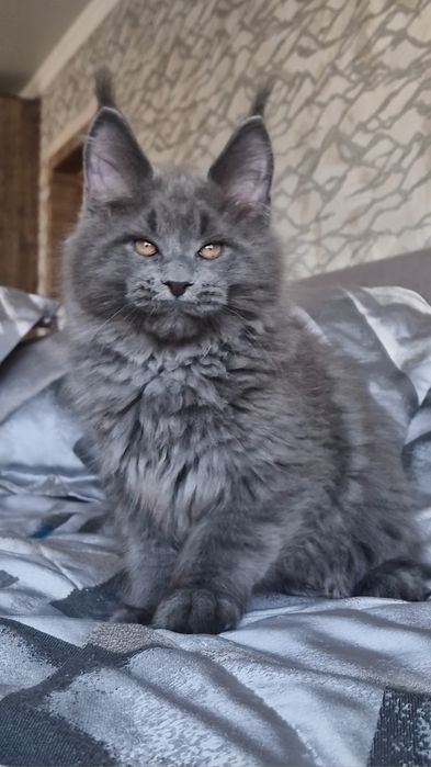 Мейн-куны котята.