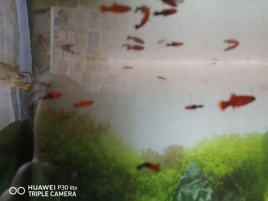 Продам  рыбок меченосцев