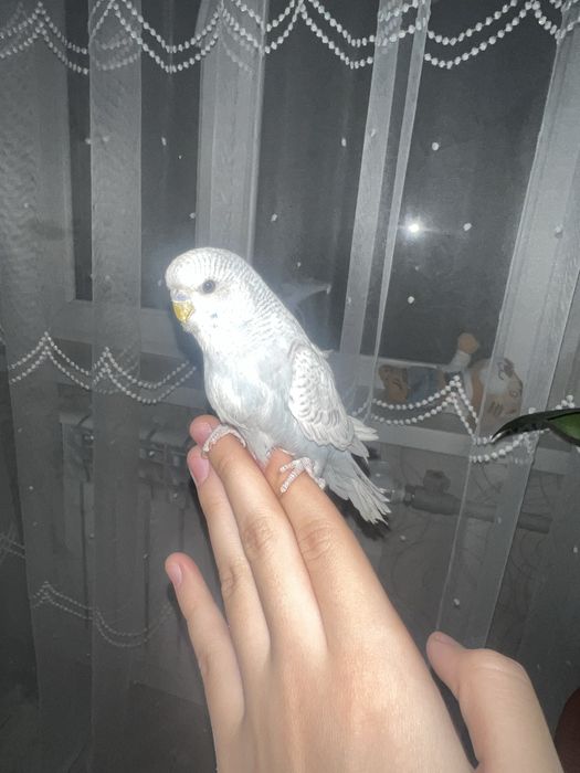 Продам попугаев срочно