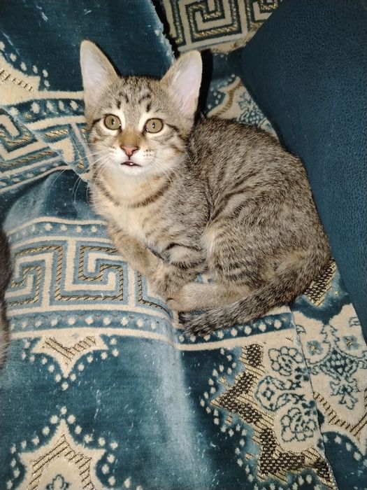 Отдам котят в добрые, заботливые и ответственные руки. Одна девоч