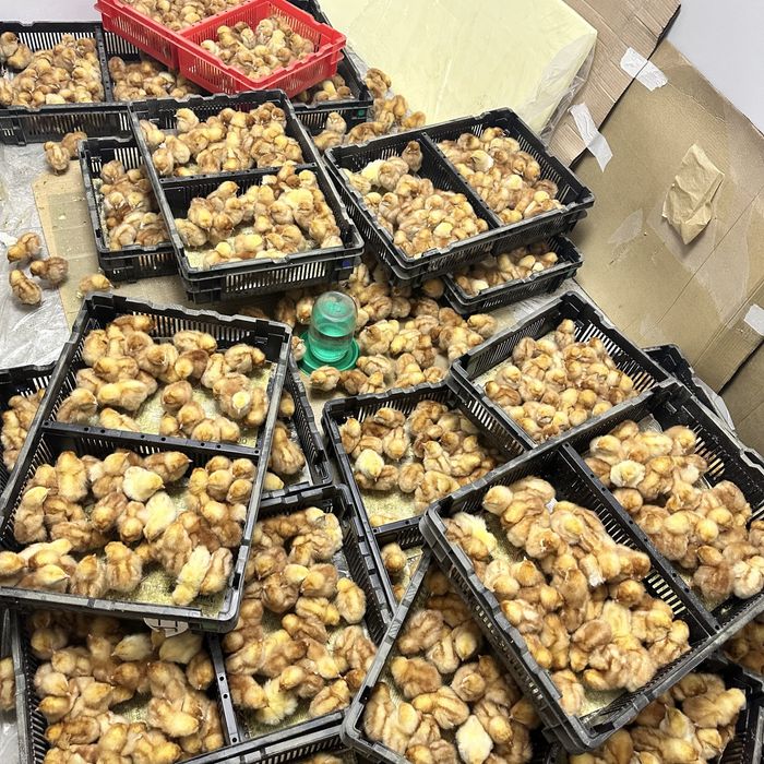 Цыплята курочки Ломан Браун.: 800 тг. - Куры и петухи Алматы на Olx